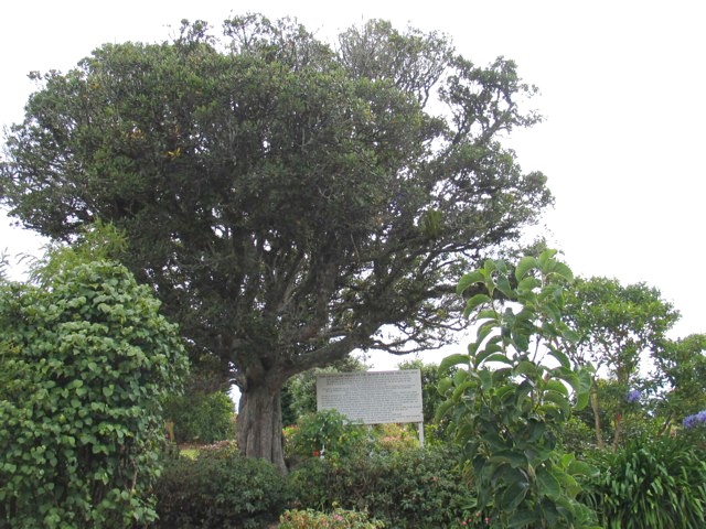 Kohekohe Tree. Kaikohe derived its name from this tree. Far North, North Island, New Zealand