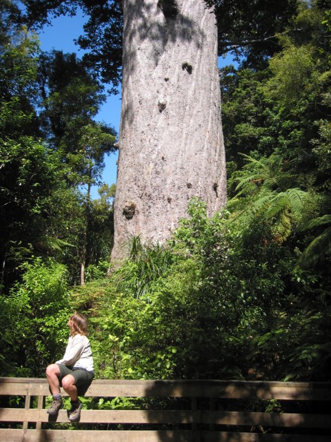Kauri Tree 'Tane Mahuta' being admired by a visitor. Waipoua, Far North, North Island, New Zealand