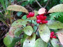 Horopito, Pseudowintera colorata