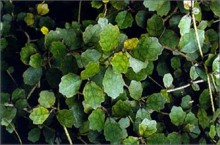 Kaikomako, Pennantia corymbosa 