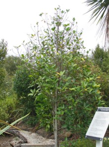 Karaka, Corynocarpus laevigatus
