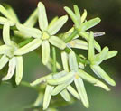 Kareao, Ripogonum scandens