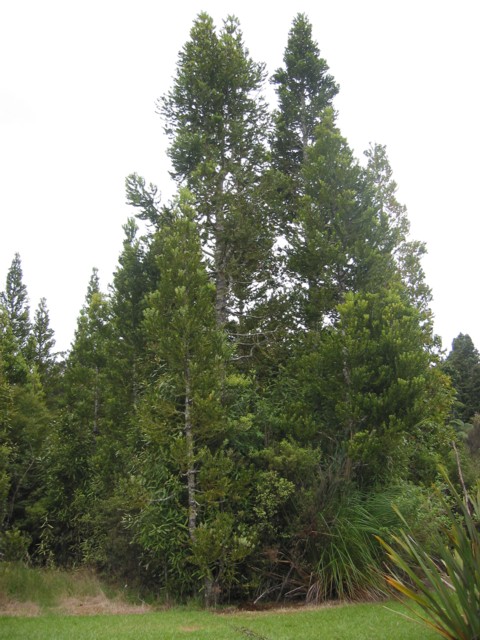 Kauri, Agathis australis 
