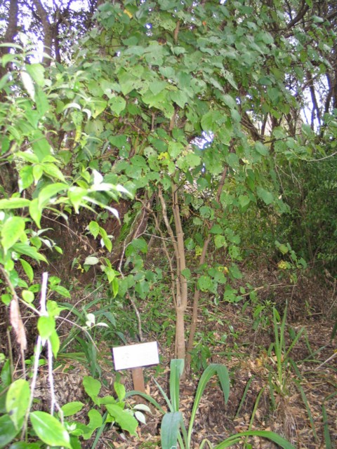 Kawakawa, Macropiper excelsum 