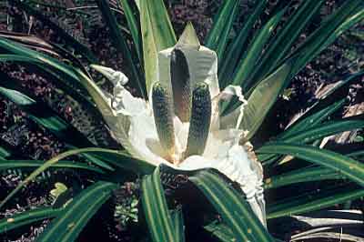 Kiekie, Freycinetia banksii 