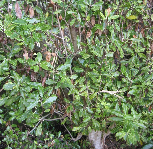 Kohuhu, Pittosporum tenuifolium 