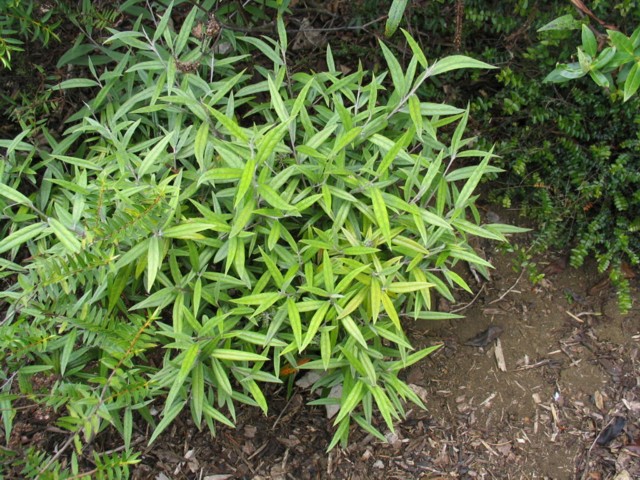 Korokio Taranga, Corokia buddleoides
