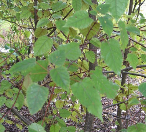 Makomako, Aristotelia serrata