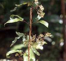 Mangemange, Lygodium articulatum