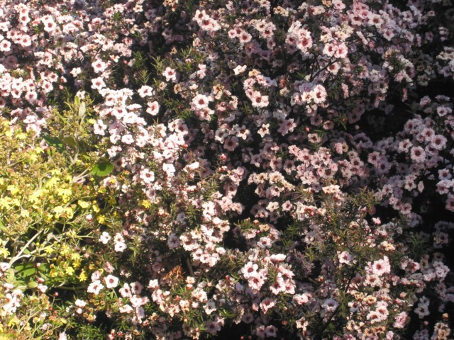 Kanuka and Manuka, Kunzia ericoides, Leptospermum scoparium 
