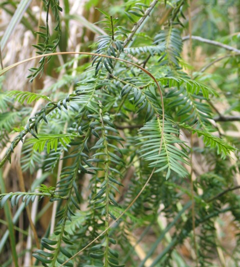 Miro, Prumnopitys ferruginea