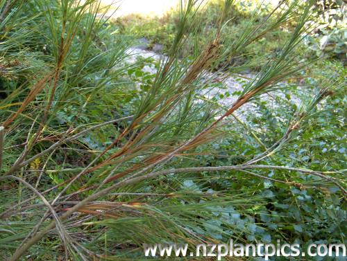 Neinei, Dracophyllum longifolium