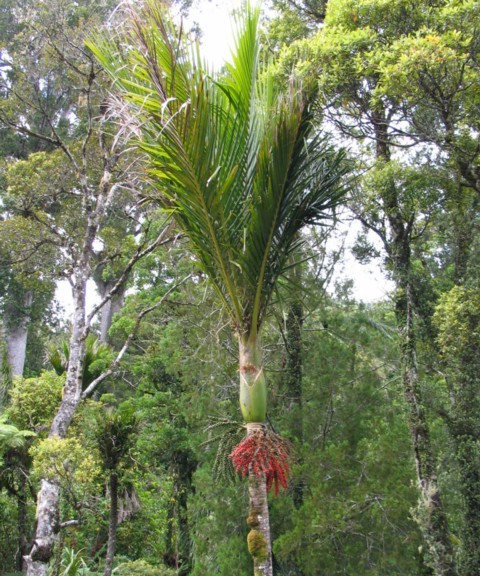 Nikau, Rhopalostylis sapida