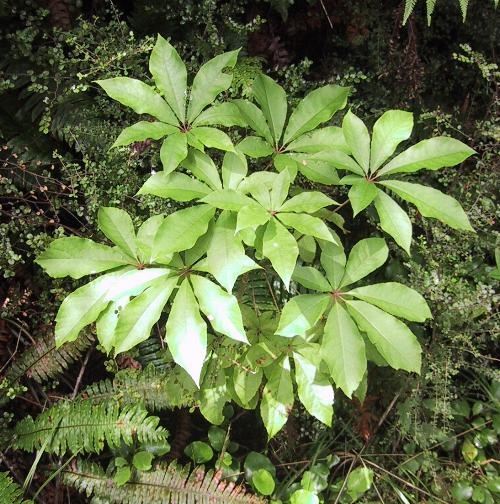 Pate, Schefflera digitata