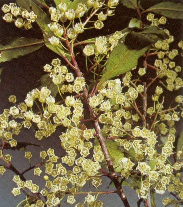 Pokaka, Elaeocarpus hookerianus