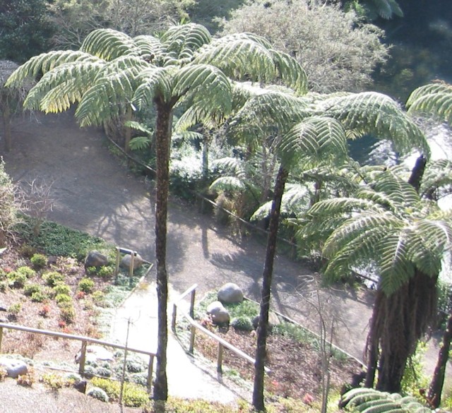 Ponga, Cyathea dealbata