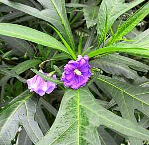 Poroporo, Solanum laciniatum