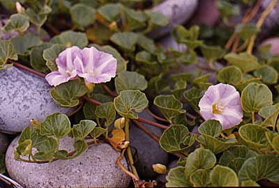 Powiwi, Calystegia soldanella