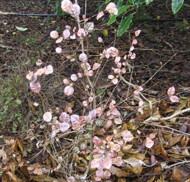 Ramarama, Lophomyrtus bullata