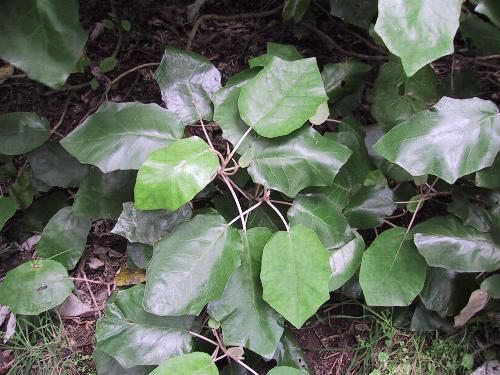 Rangiora, Brachyglottis repanda