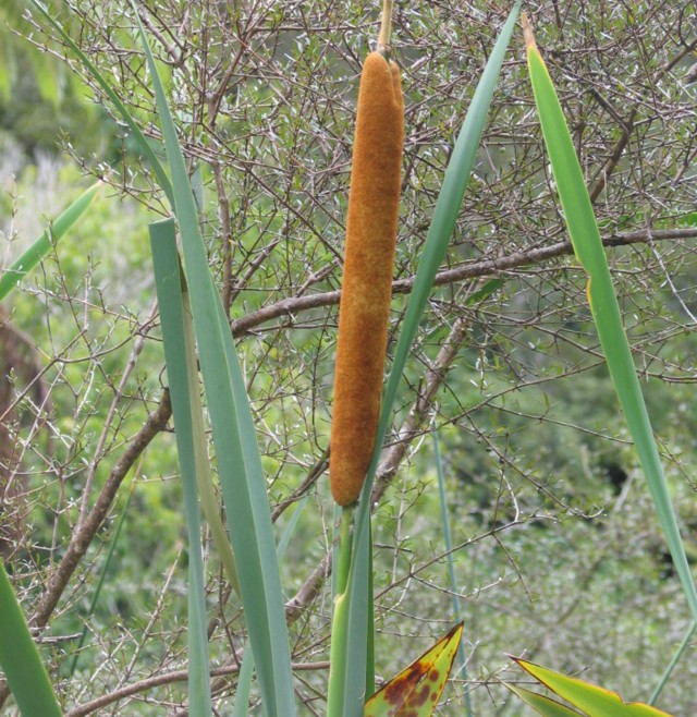 Raupo, Typha orientalis
