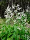Rengarenga, Arthropodium cirrhatum