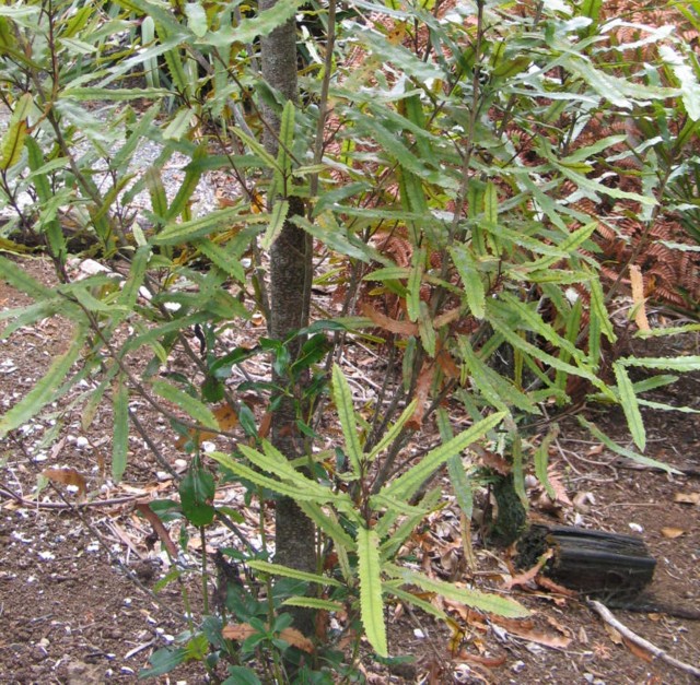 Rewarewa, Knightia excelsa