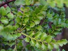 Tanekaha, Phyllocladus trichomanoides