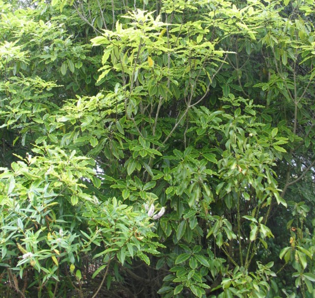 Tarata, Pittosporum eugenioides