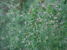 Tauhinau, Pomaderris phylicaefolia 