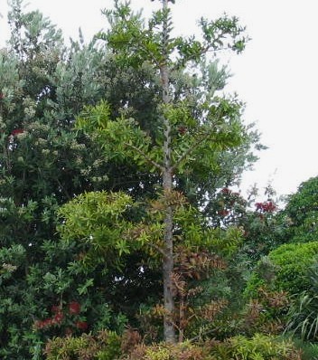 Totara, Podocarpus totara