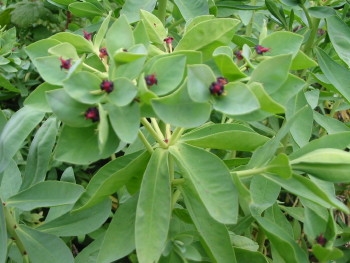 Waiu-o-kahukura, Euphorbia glauca