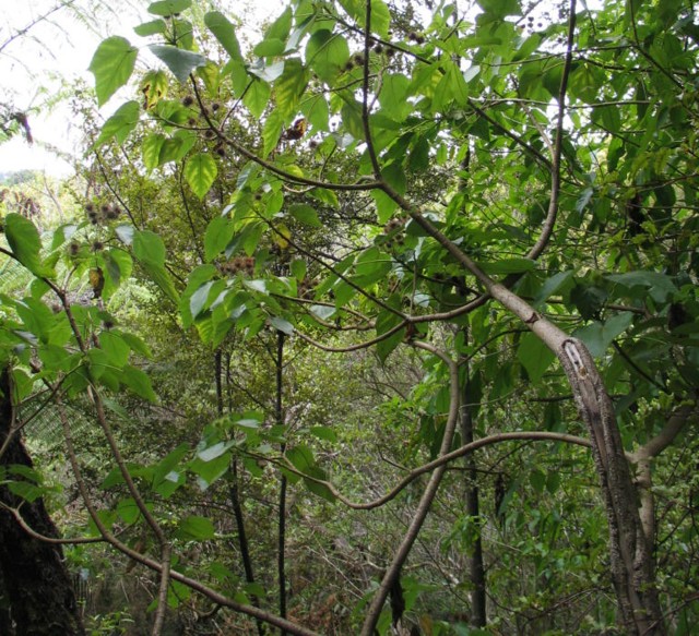 Whau, Entelea arborescens 
