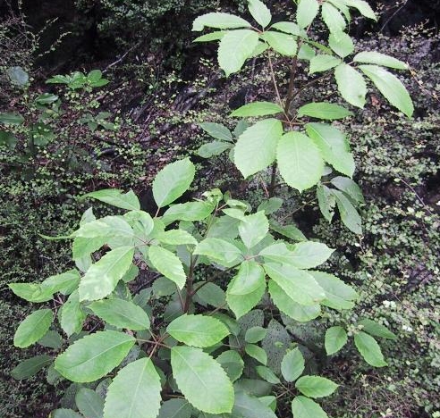 Whauwhau, Pseudopanax arboreus