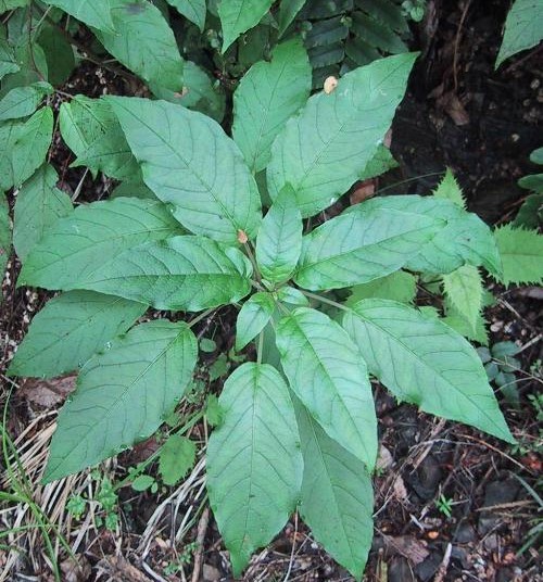Kotukutuku, Fuchsia excorticata