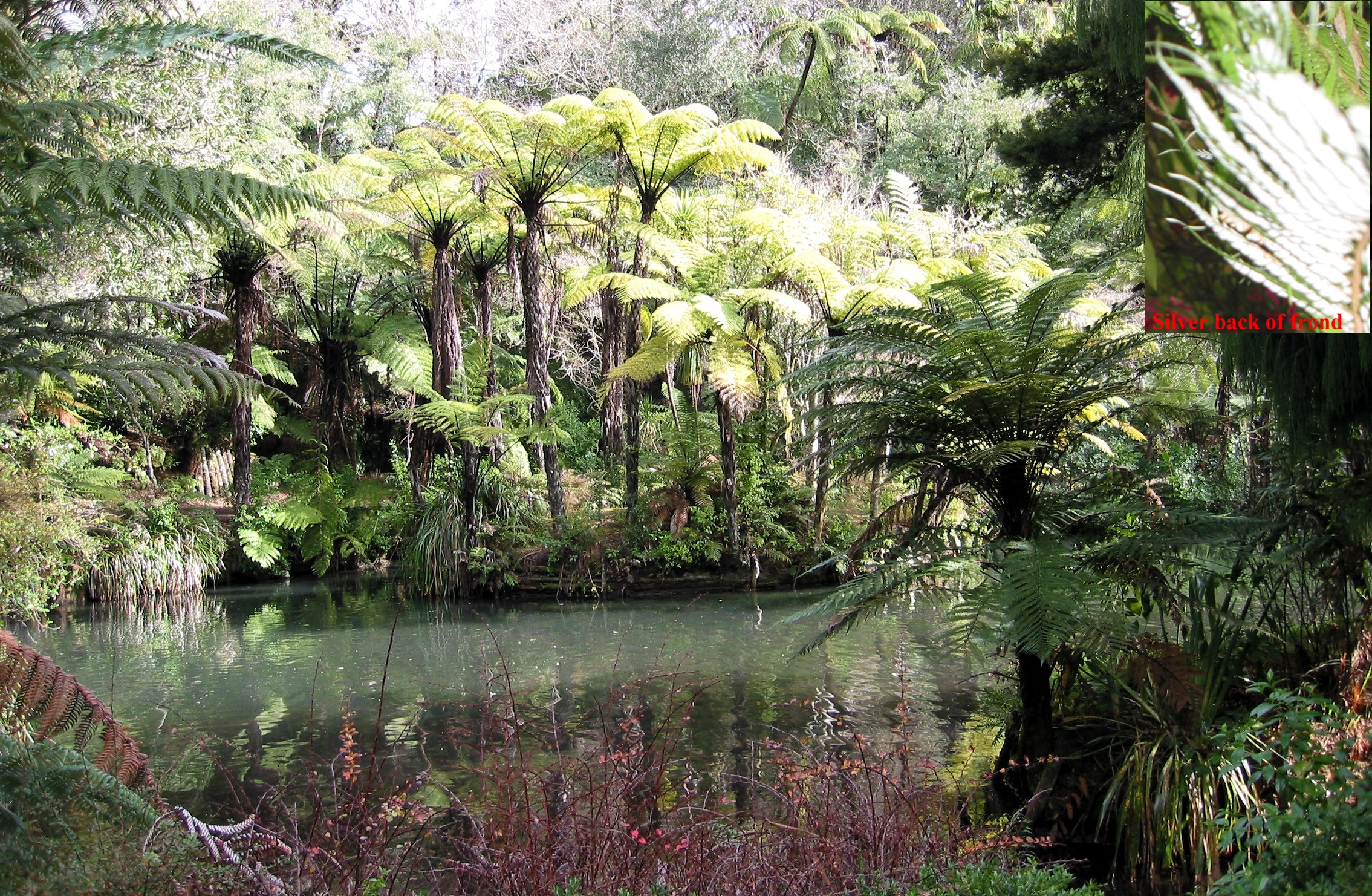 Punga, native tree fern. Pukekura Park, New Plymouth, North Island, New Zealand