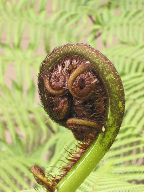 The Ponga frond is represented in the Maori 'Koru' design, New Zealand