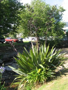 Harakeke, Phormium tenax