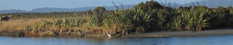 Westland, Okarito, South Island, New Zealand - Kotuku White Heron