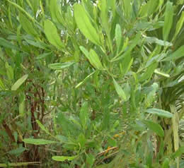 Akeake, Dodonea viscosa