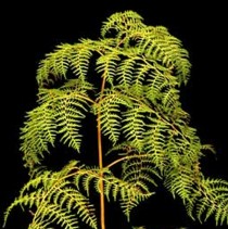 Aruhe, Pteridium esculentum