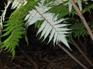 Silver Fern